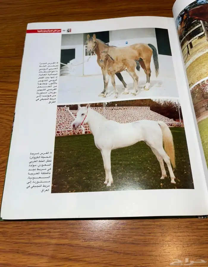 عدد 3 كتب عن الخيل 11
