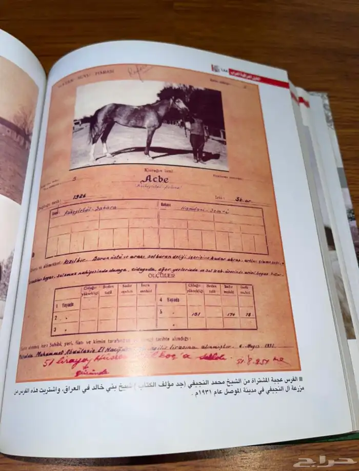 عدد 3 كتب عن الخيل 13