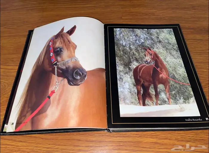 عدد 3 كتب عن الخيل 4
