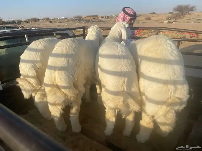 ذبايح حري ونعيمي وتيوس 22