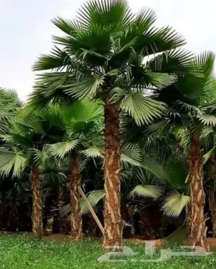 نخل واشنطن زينه امريكي ابو مروحه 30