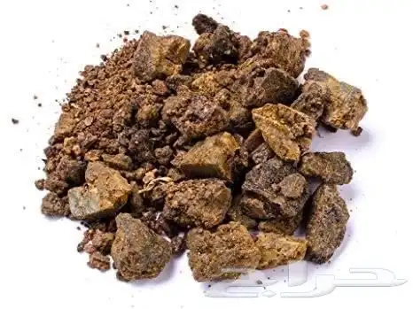عسل سدر المدينة 4