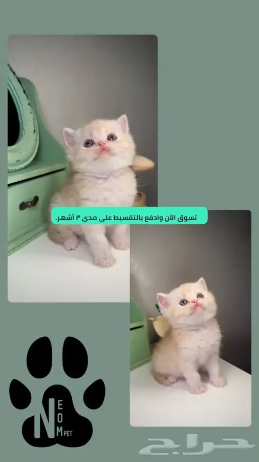 قطط للبيع سكوتش فولد تمارا تابي انثى ذكر متجر قطط الرياض 1