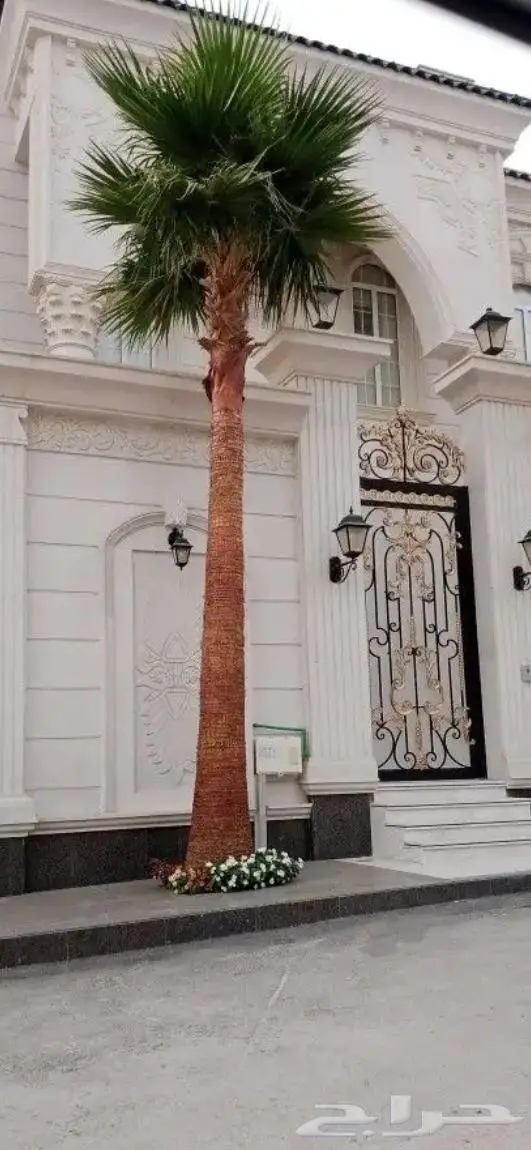 نخل واشنطن زينه امريكي ابو مروحه 0