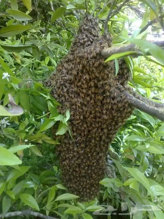 عسل سدر المدينة 1