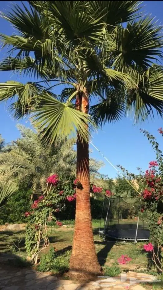 نخل واشنطن زينه امريكي ابو مروحه 31