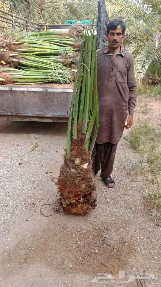 فسايل نخل للبيع صنو مثمر نخيل جده نخل للبيع 3