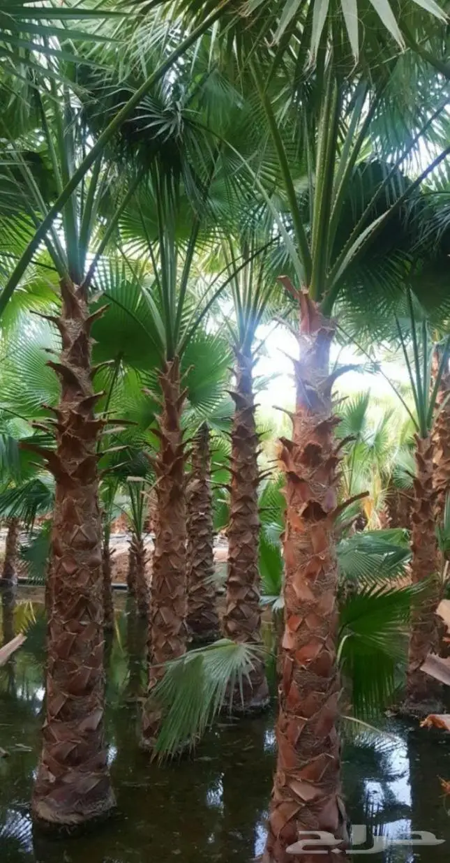 نخل واشنطن زينه امريكي ابو مروحه 17