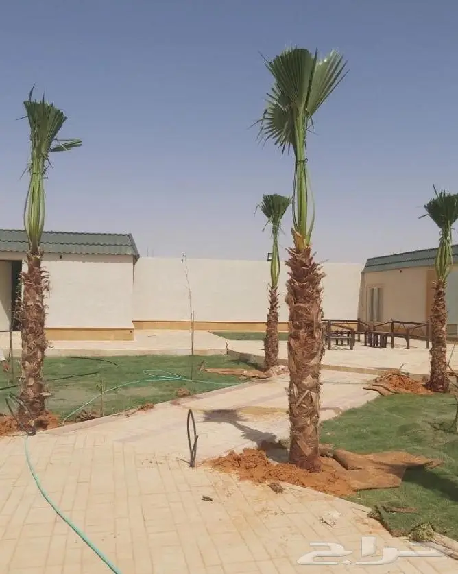 نخل واشنطن زينه امريكي ابو مروحه 29