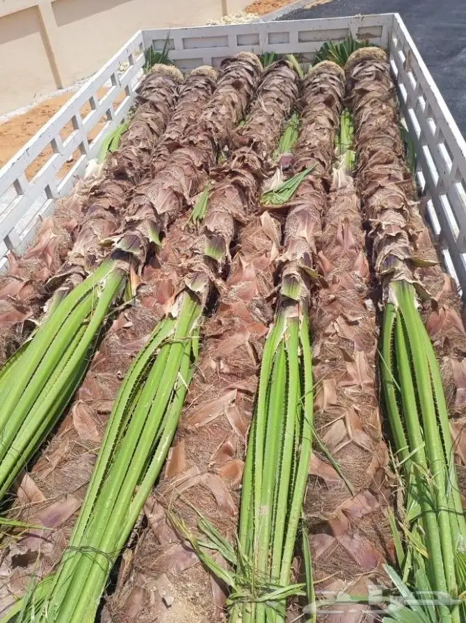 نخل واشنطن زينه امريكي ابو مروحه 26