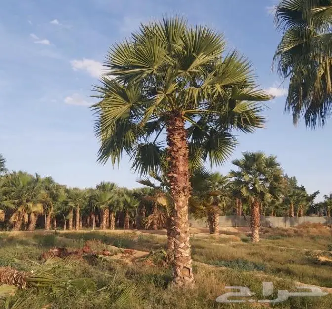 نخل واشنطن زينه امريكي ابو مروحه 24