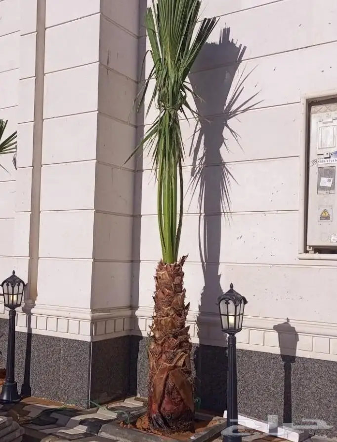 نخل واشنطن زينه امريكي ابو مروحه 27