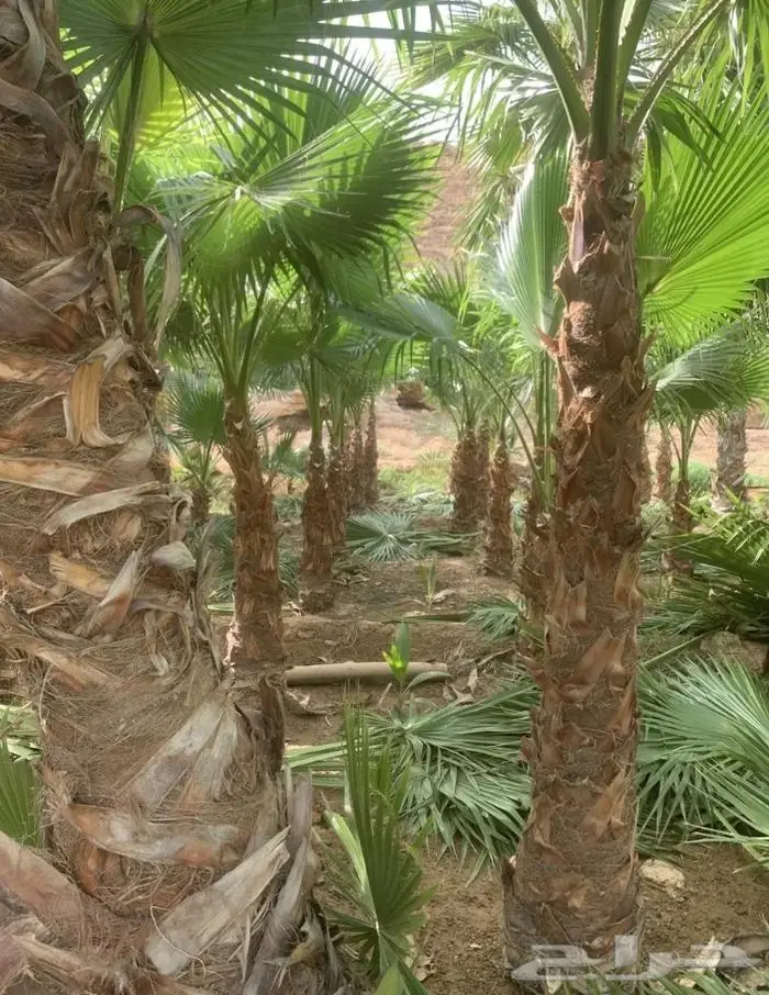 نخل واشنطن زينه امريكي ابو مروحه 22