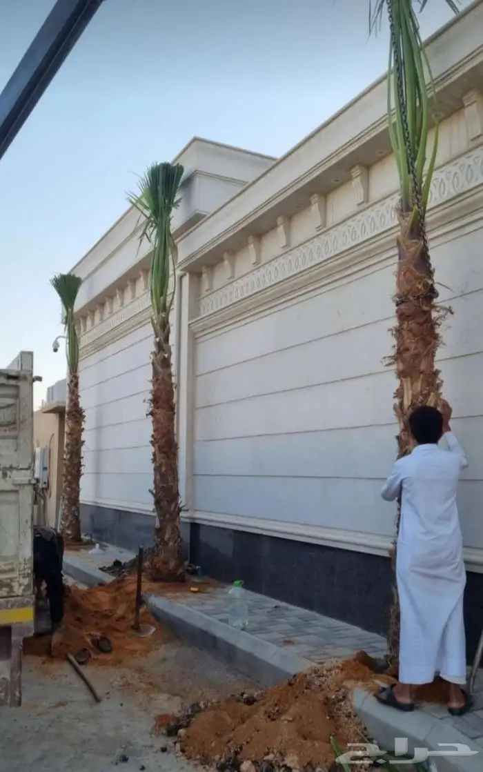 نخل واشنطن زينه امريكي ابو مروحه 16