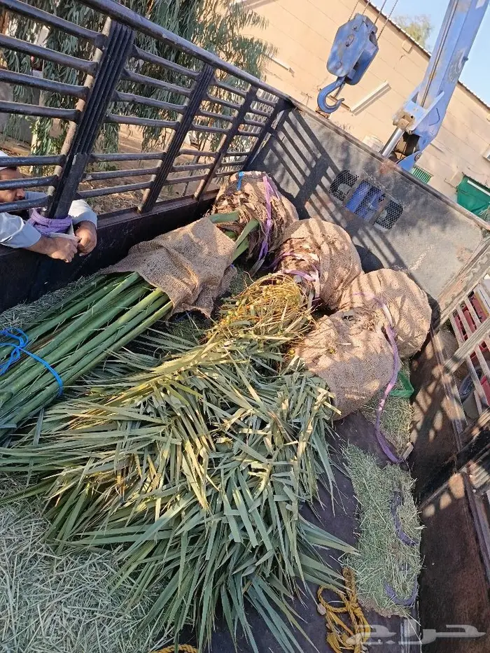 فسايل نخل للبيع صنو مثمر نخيل جده نخل للبيع 5