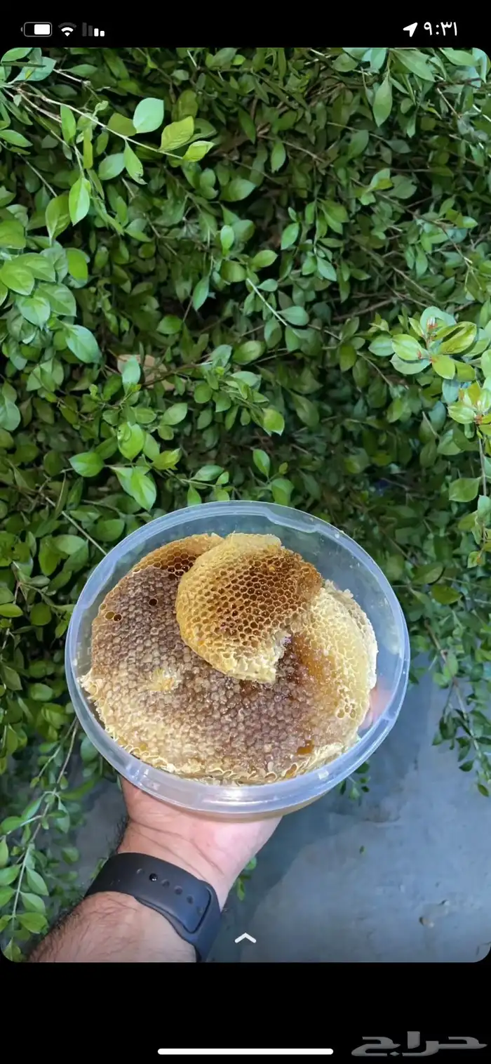 عسل سدر جبلي 3