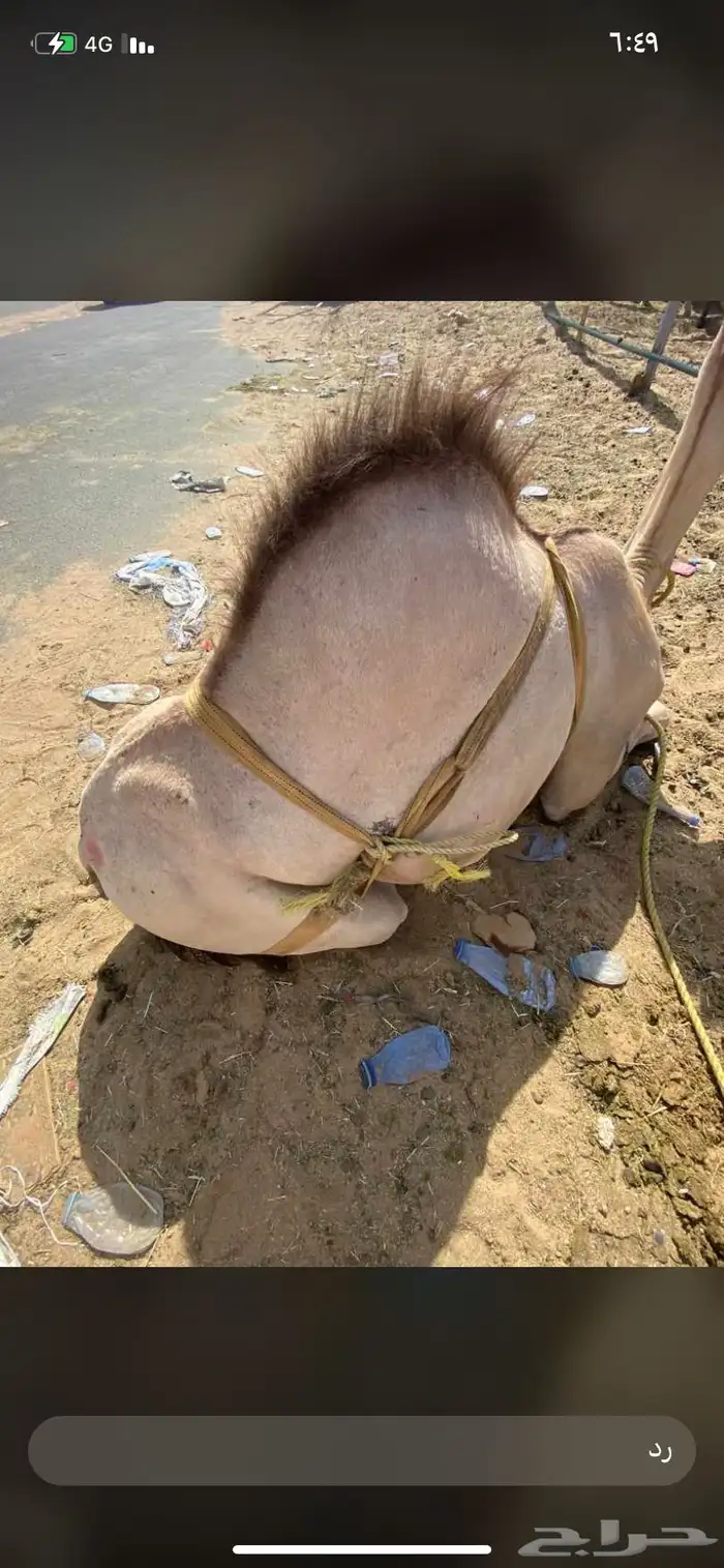 للبيع القعدان الكفو للمبادي وزواجات فل شحم ولحم 3