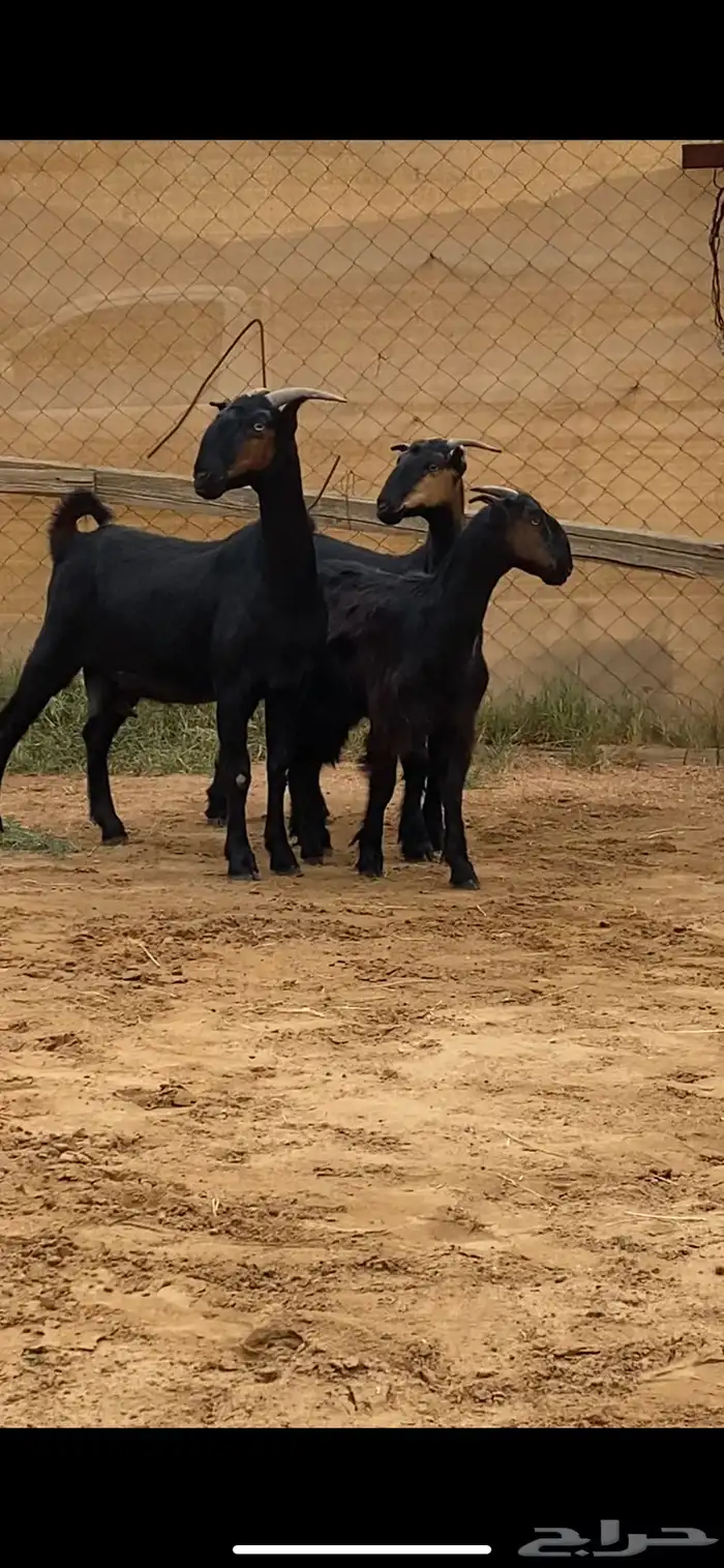 2 معزا دغس صمع هجين ( تم البيع ) 0