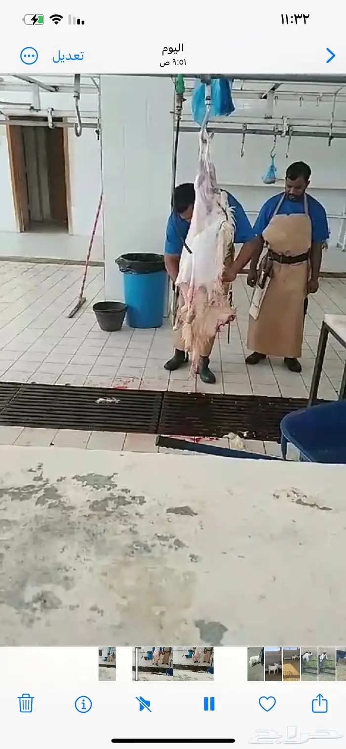 ذبايح حري ونعيمي وتيوس 24