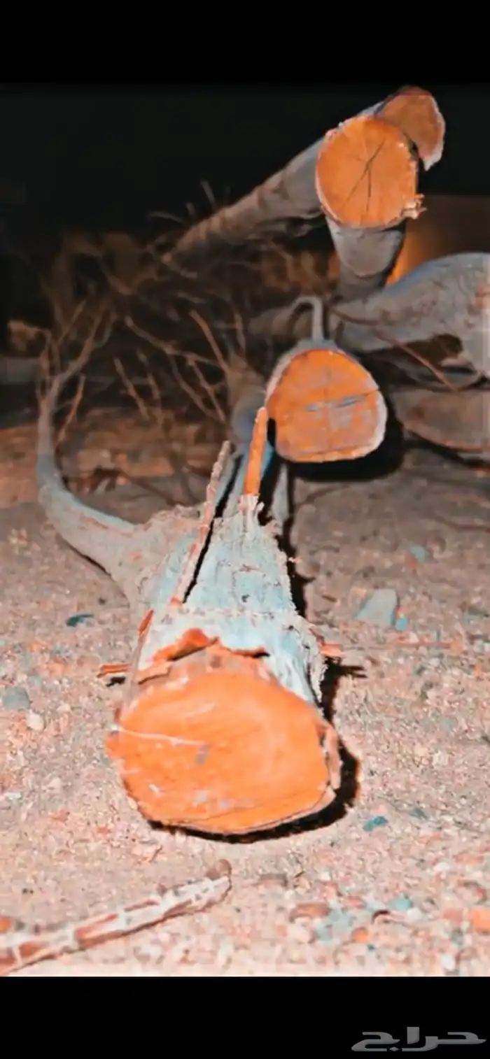 مجثم انتاج ببغاء 6