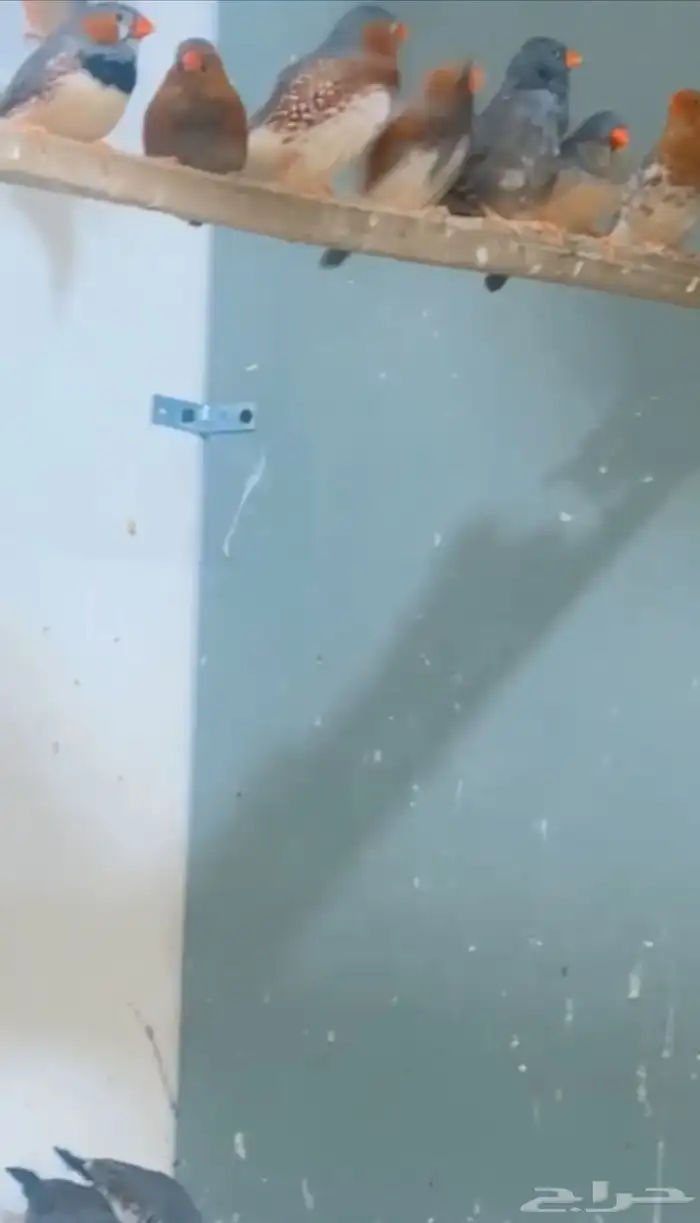 عشة زيبرا مكس انقلش وهوندي اورنجات للبيع 0