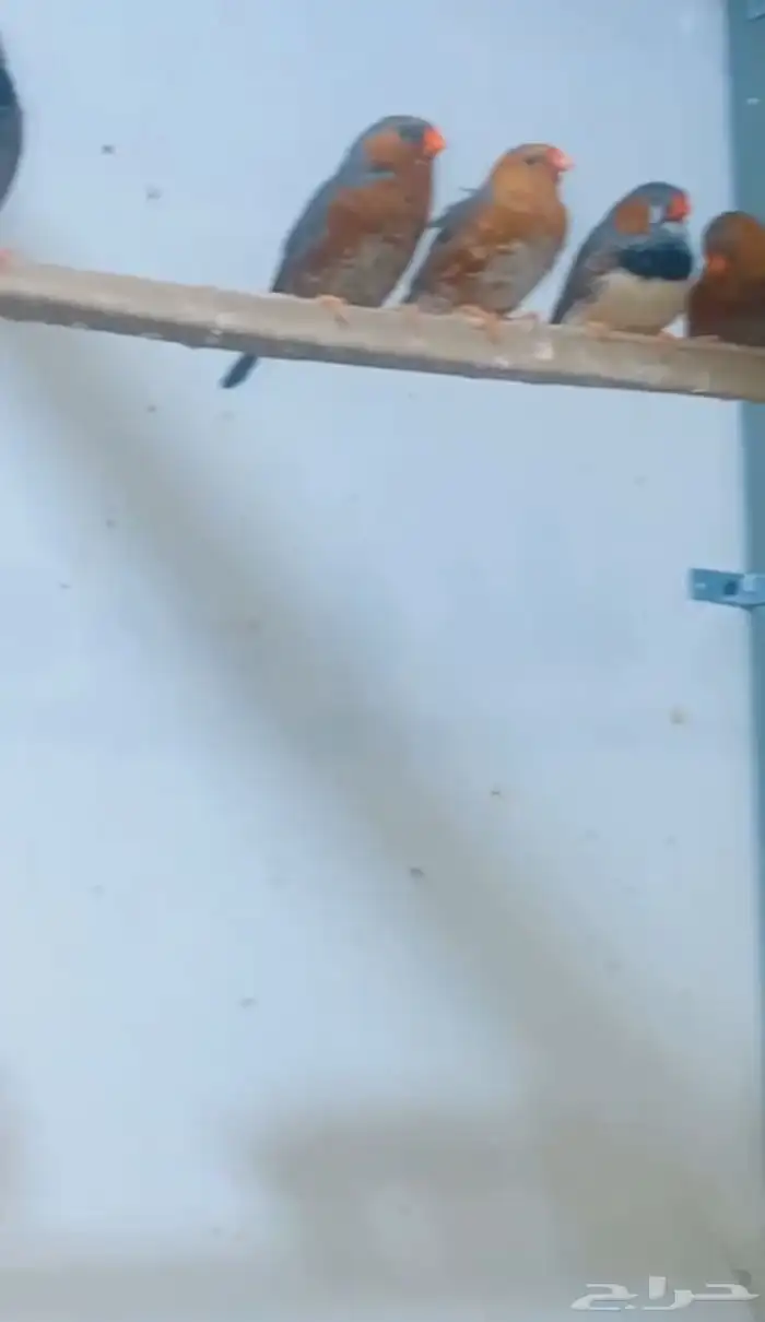 عشة زيبرا مكس انقلش وهوندي اورنجات للبيع 1