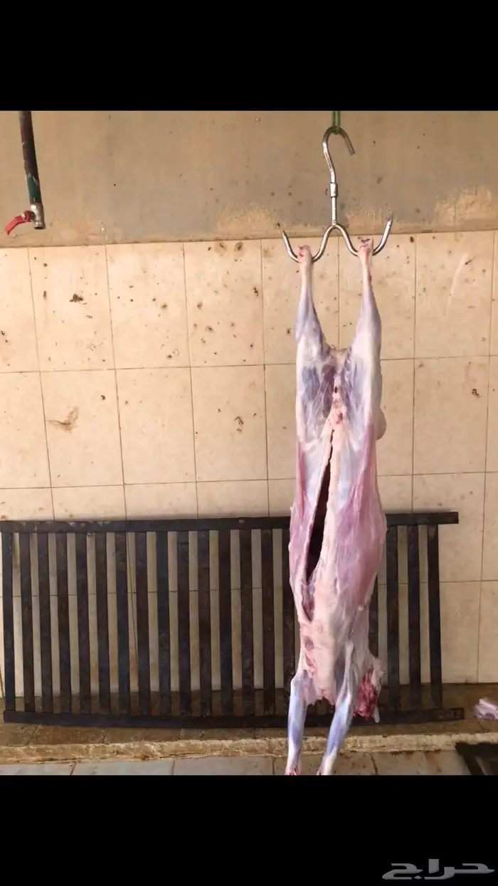 برابر ذبايح إنتاج محلي ليست مستوردة للبيع بربري 5
