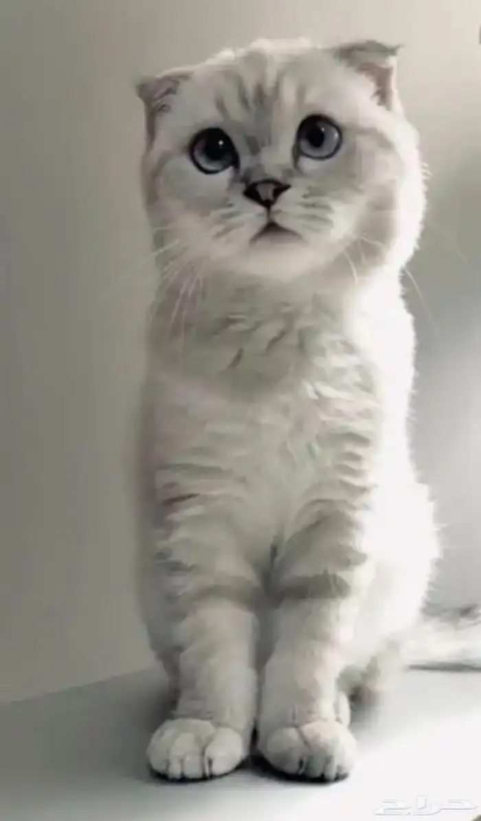 فندقة قطط Kitty Paws 0