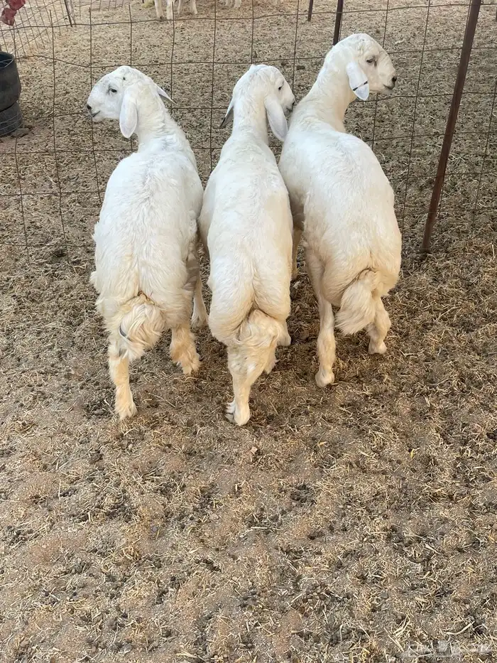 ذبايح حري ذبائح مناسبات ثلاجه يوجد توصيل 4