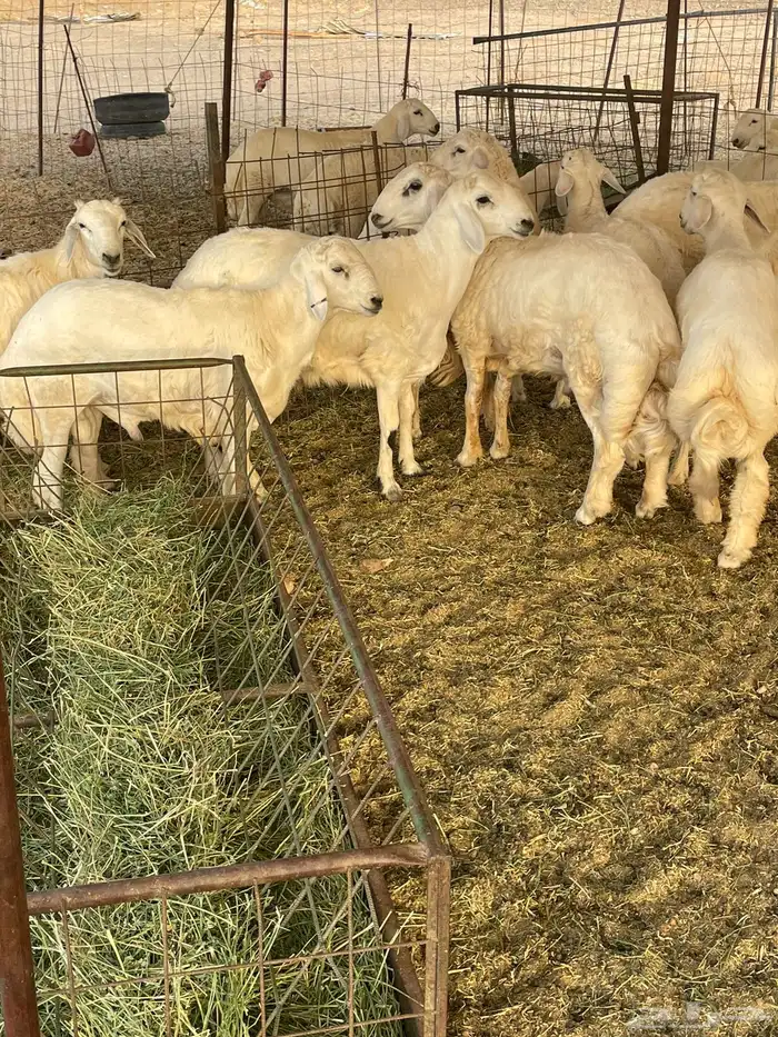 ذبايح حري ذبائح مناسبات ثلاجه يوجد توصيل 2