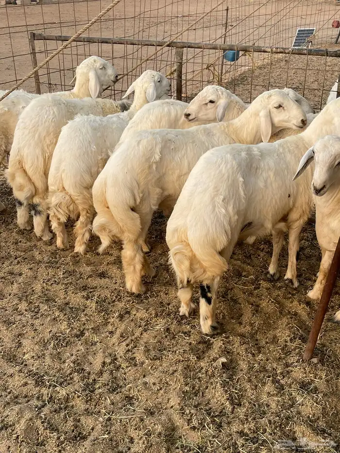 ذبايح حري ذبائح مناسبات ثلاجه يوجد توصيل 0