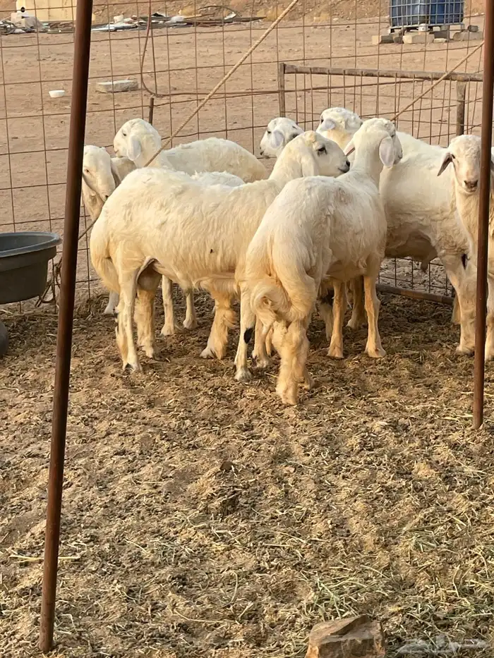 ذبايح حري ذبائح مناسبات ثلاجه يوجد توصيل 3