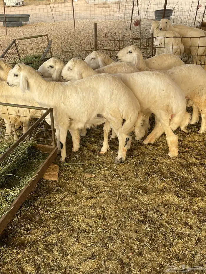 ذبايح حري ذبائح مناسبات ثلاجه يوجد توصيل 1