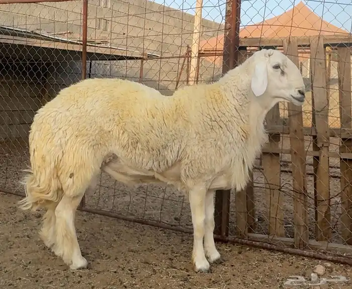 طلي حري صنف فاخر راس قوي جدا وديكور وشكل ولون تم البيععع 1
