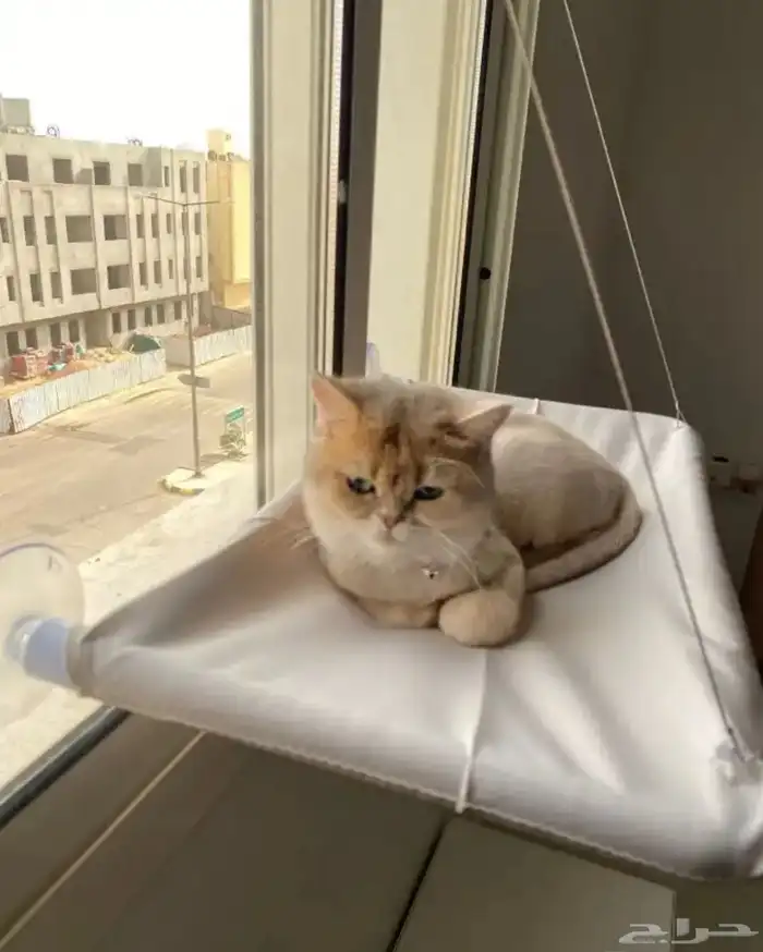 فندقة قطط Kitty Paws 1