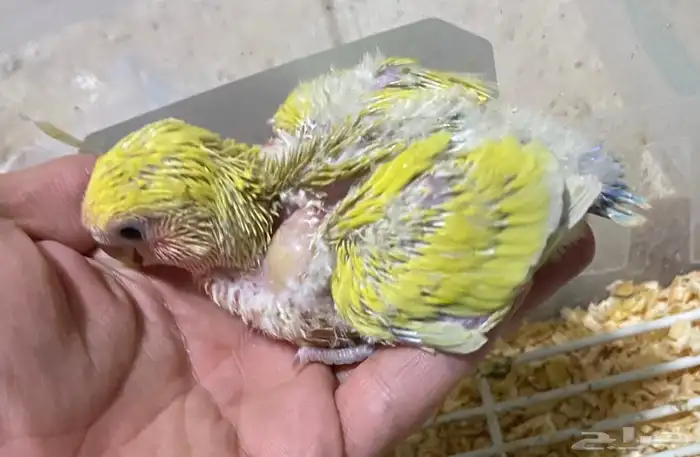 فرخين روز غر الوان حلوة الموقع القريات  (تم البيع الله يبارك 0