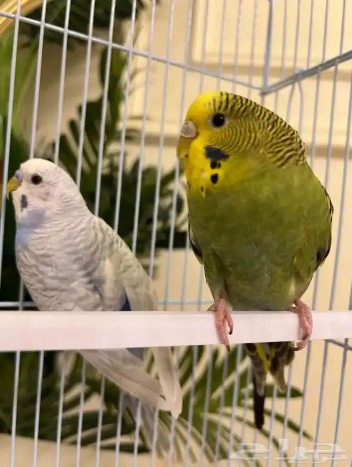 زوج طيور الحب 0