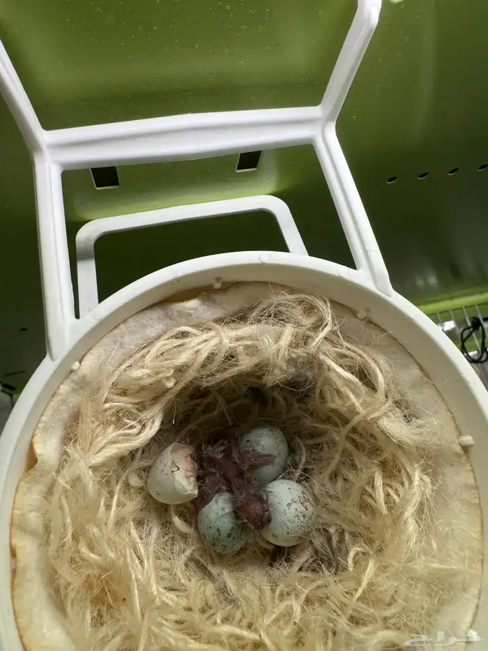 للبيع جوز كناري الذكر اغات ولانثى اوربي (تم البيع) 1