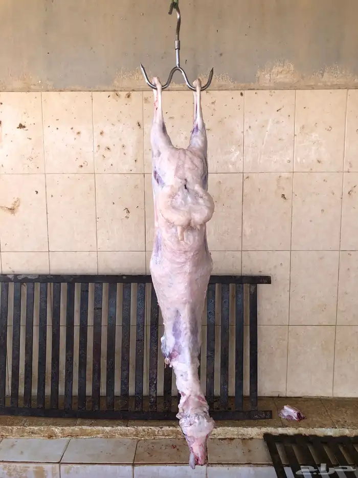 برابر ذبايح إنتاج محلي ليست مستوردة للبيع بربري 3