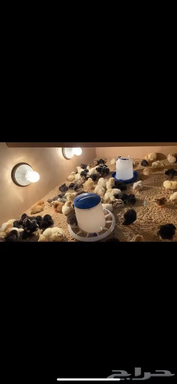 للبيع حضانة صيصان جوده جدا ممتازه 7