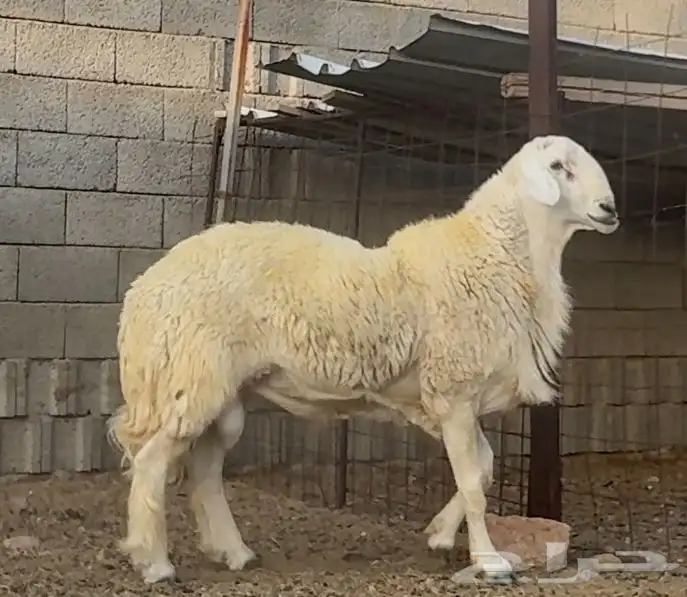 طلي حري صنف فاخر راس قوي جدا وديكور وشكل ولون تم البيععع 2