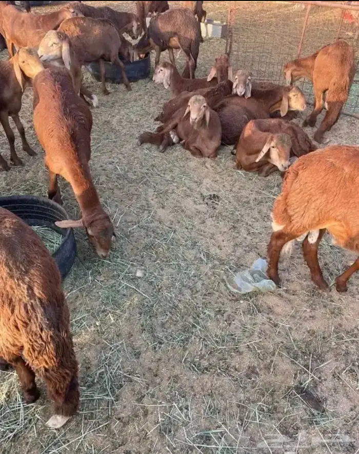 سواكن جذعان 1