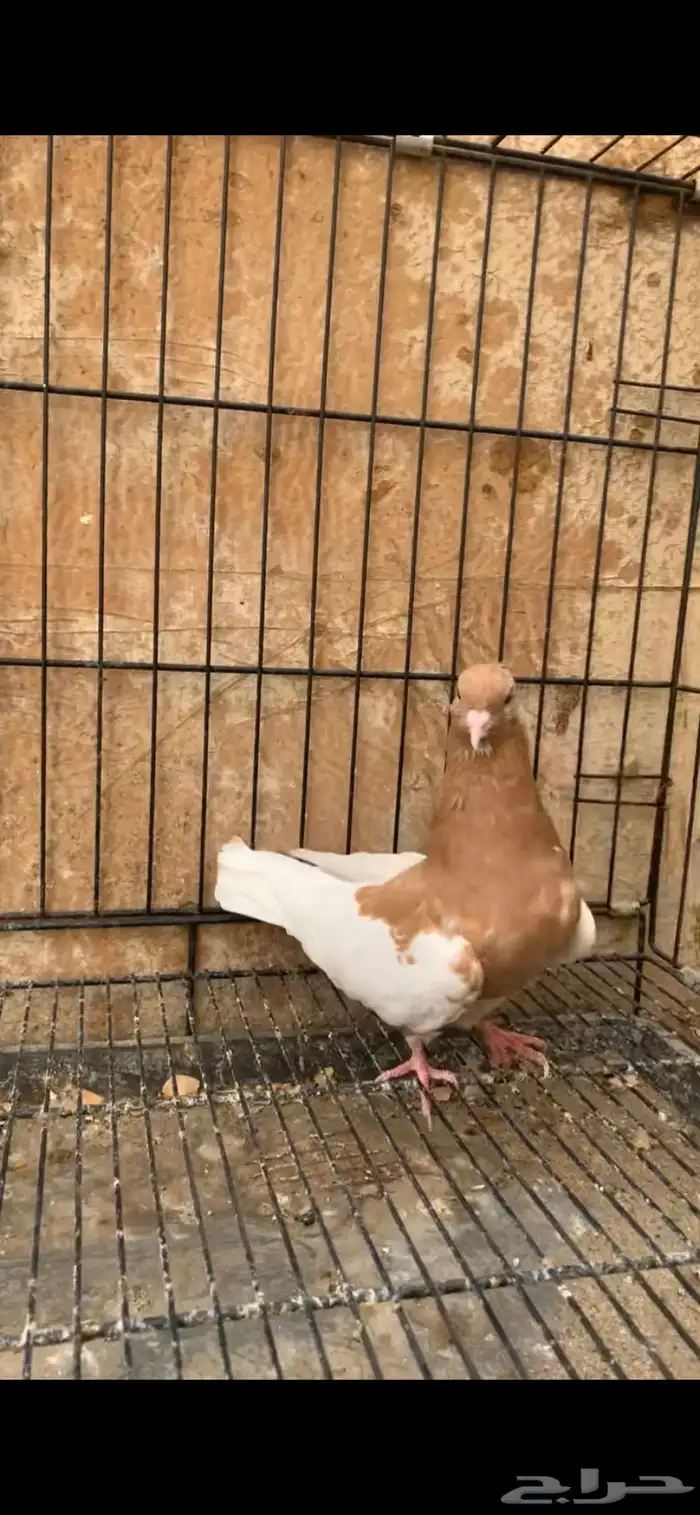 حمام ايراني 5