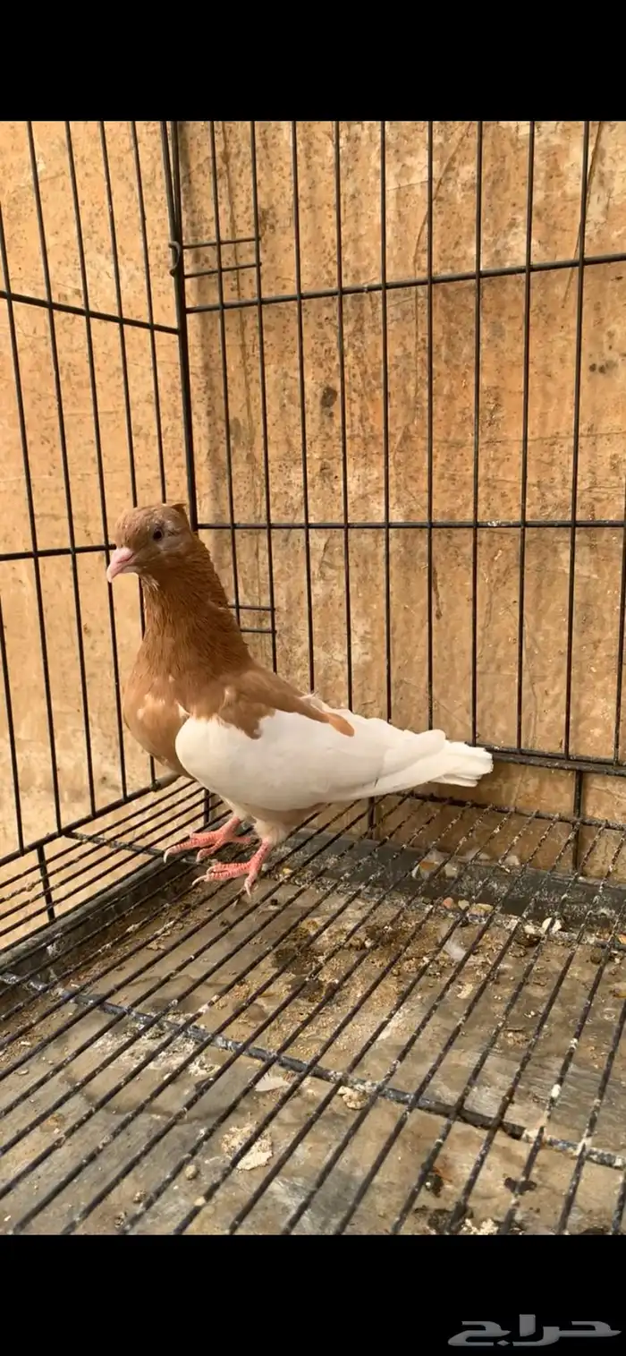 حمام ايراني 0