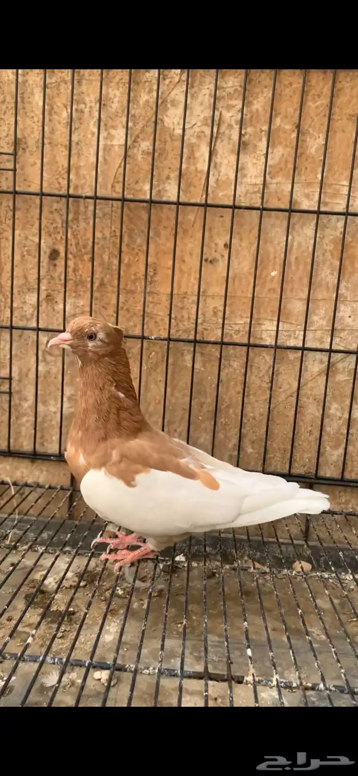 حمام ايراني 2