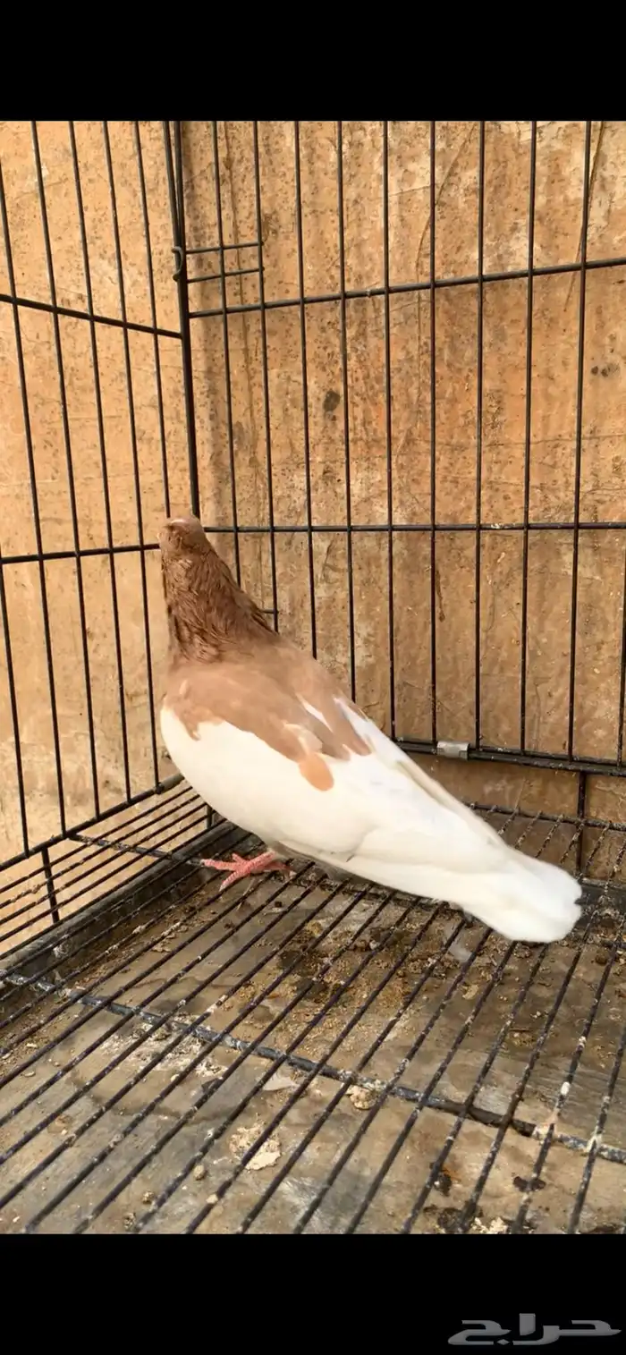 حمام ايراني 3