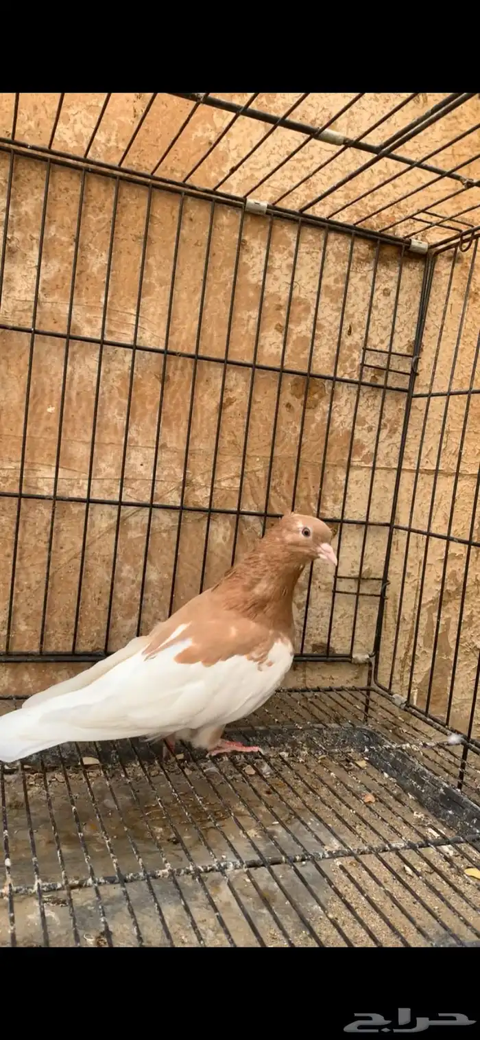 حمام ايراني 4