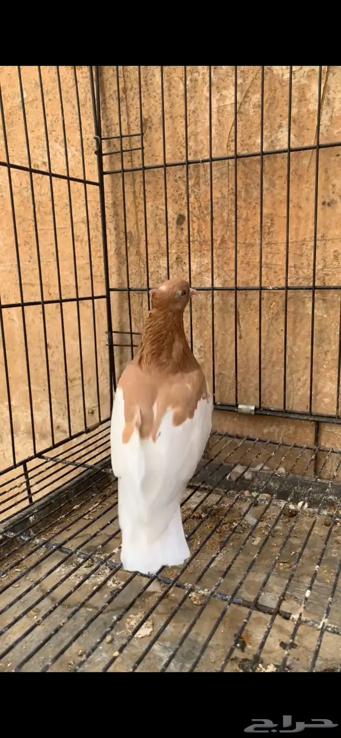 حمام ايراني 7
