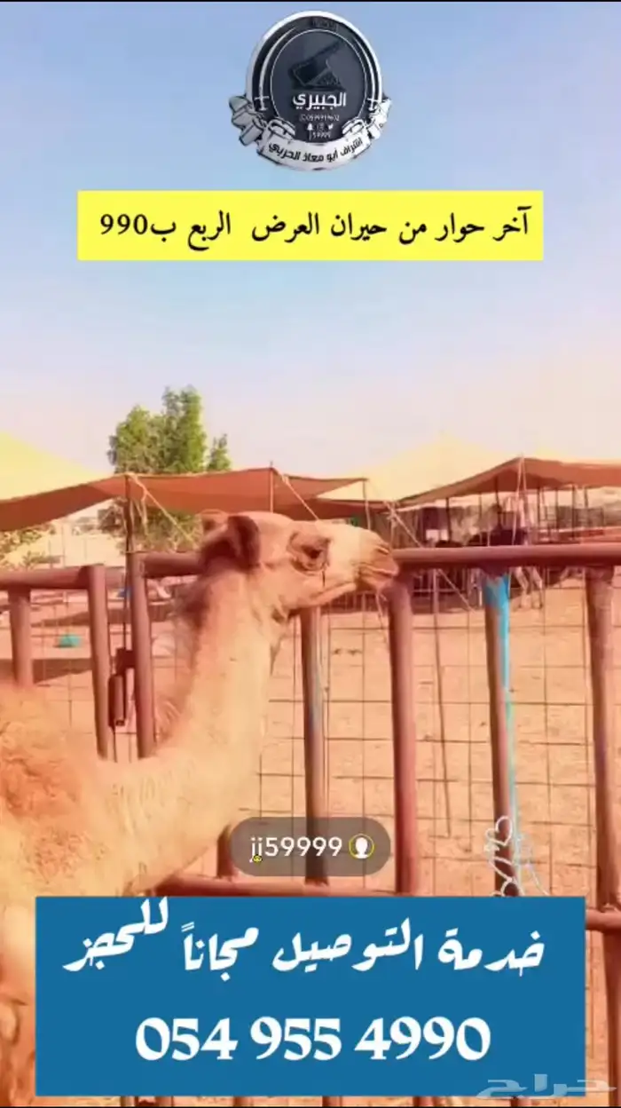 حوار باقي منه ربع ونذبح 0