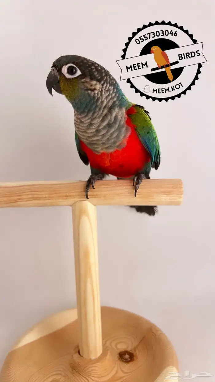 كنيور كريمسون من ( النوادر ) اليف وهدد نشبه 0